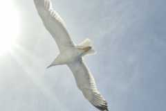 7fd00b85-7da2-4334-b6ce-9d1cc431d4eb
